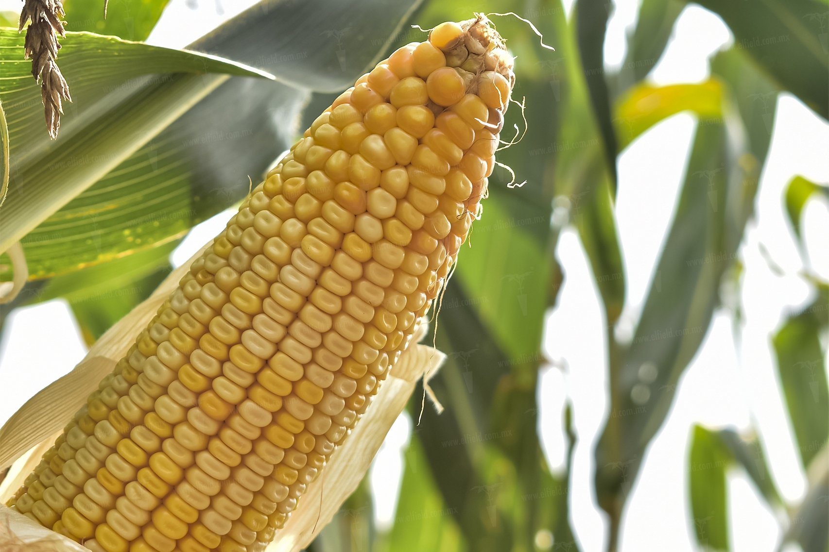 A que nos enfrentamos en México referente al cultivo de maíz? | Agroinsumos  El Field