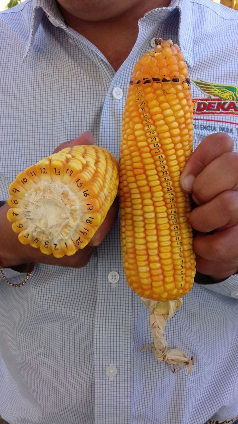 Siembra de maíz híbrido